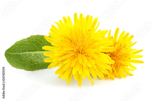 Yellow dandelions and dandelions leaves isolated.