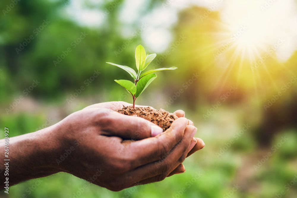 hand holding young plant and green background with sunshine. eco ...