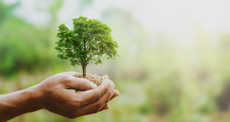 hand holdig big tree growing on green background with sunshine