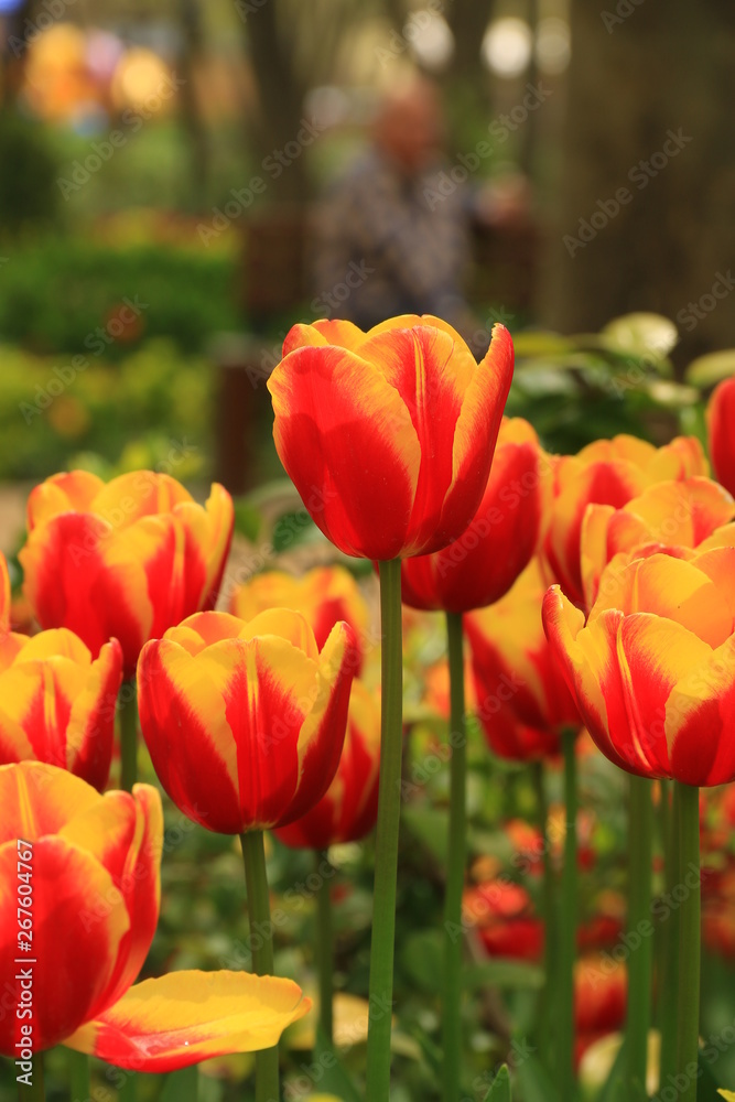 Red Tulip flowers in front of the image Red Tulip flowers in front of the image