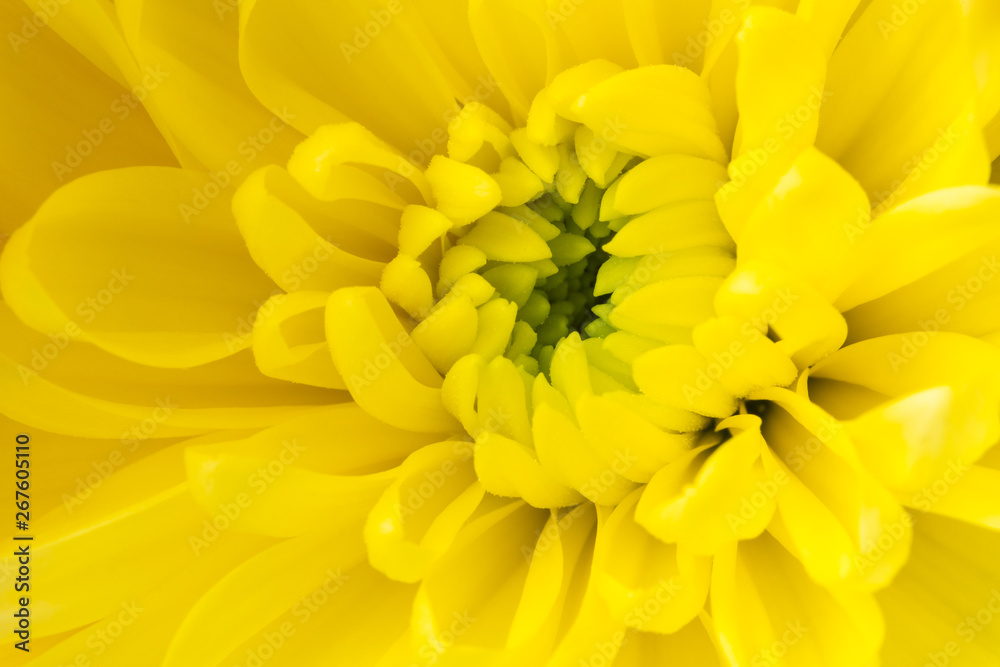 Full frame shot of yellow gerbera flower Full frame shot of yellow gerbera flower