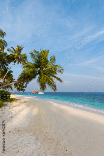 Coconut tree on a white sandy beach and crystal clear water in the Maldives