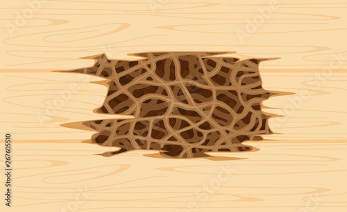 illustration termite nest at wooden wall, burrow nest termite and wood decay, texture wood with nest termite or white ant, background damaged white wooden eaten by termite or white ants