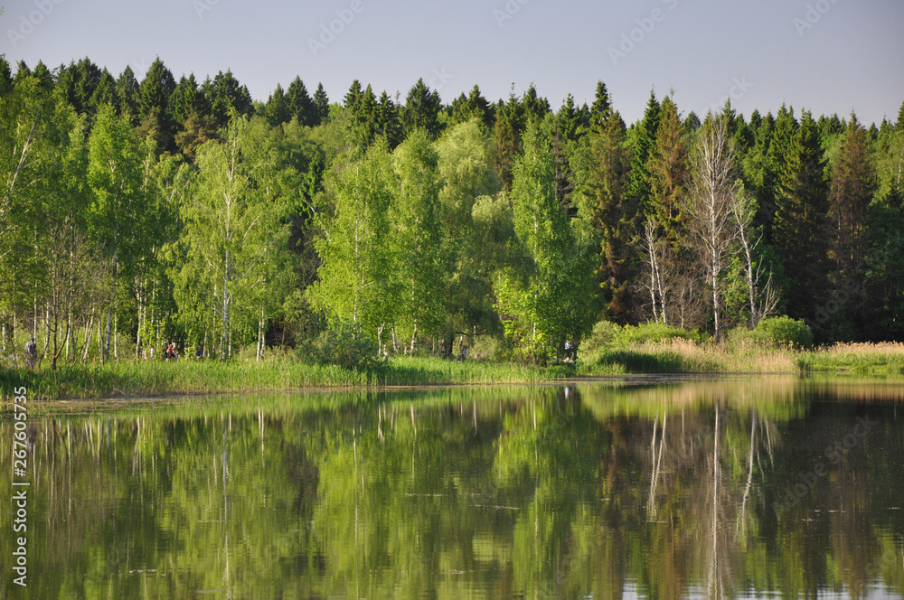 Obraz premium lake in the forest