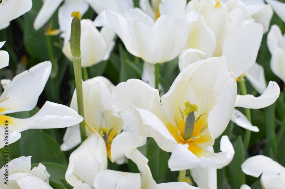 Fototapeta premium tulip