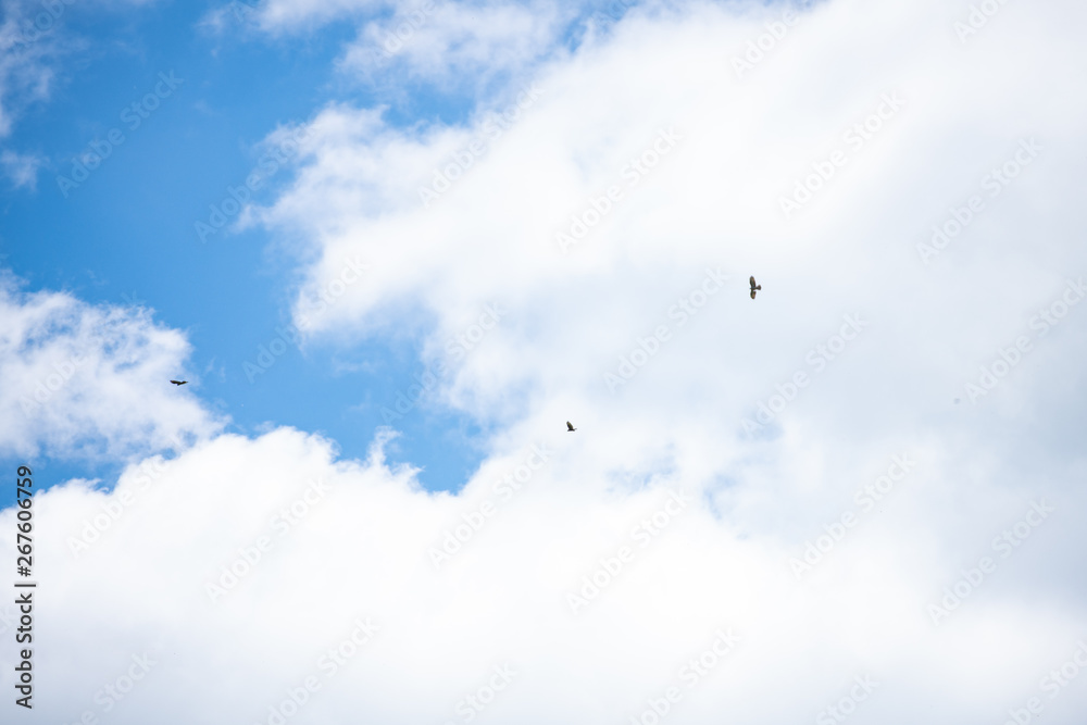 Fototapeta premium Birds in the sky
