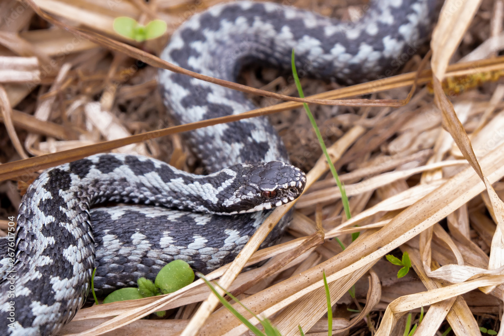 viper snake viper snake