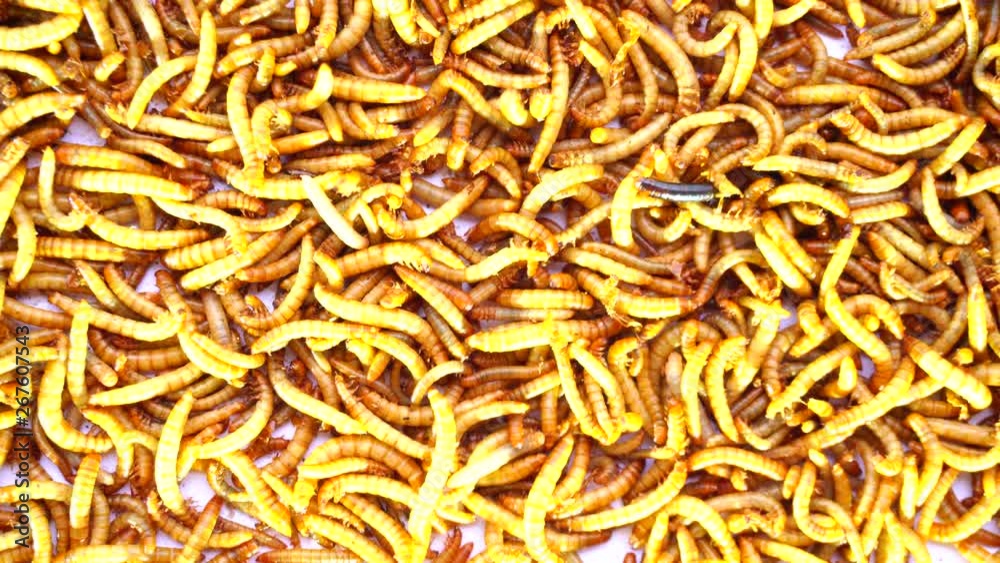 worm animal wiggle on the floor. wildlife life focus worm animal wiggle on the floor. wildlife life focus