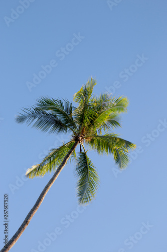 Single palm tree with blue sky background © evahh