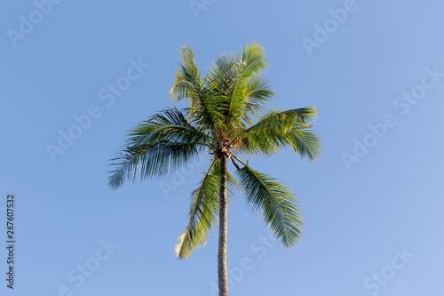 Single palm tree with blue sky background