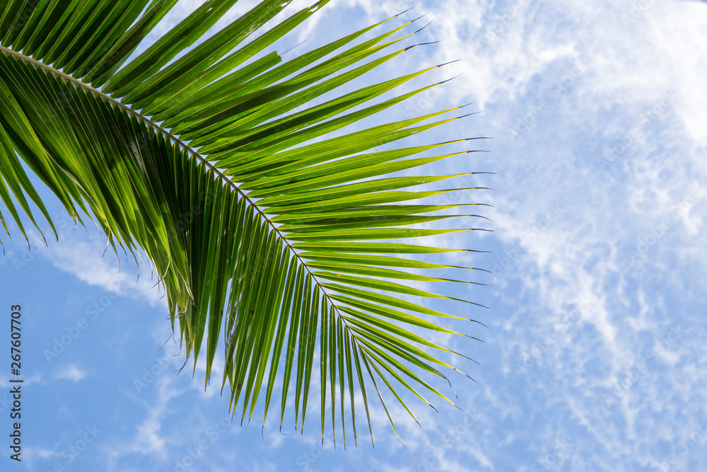 Palm leaf of a coconut palm tree and blue sky