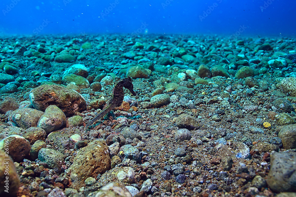 Fototapeta premium coral reef underwater / sea coral lagoon, ocean ecosystem