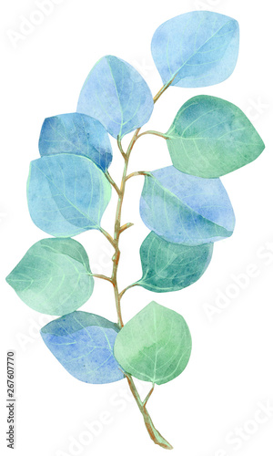 Watercolor green bunch of eucalyptus. Hand drawn isolated illustration on white background