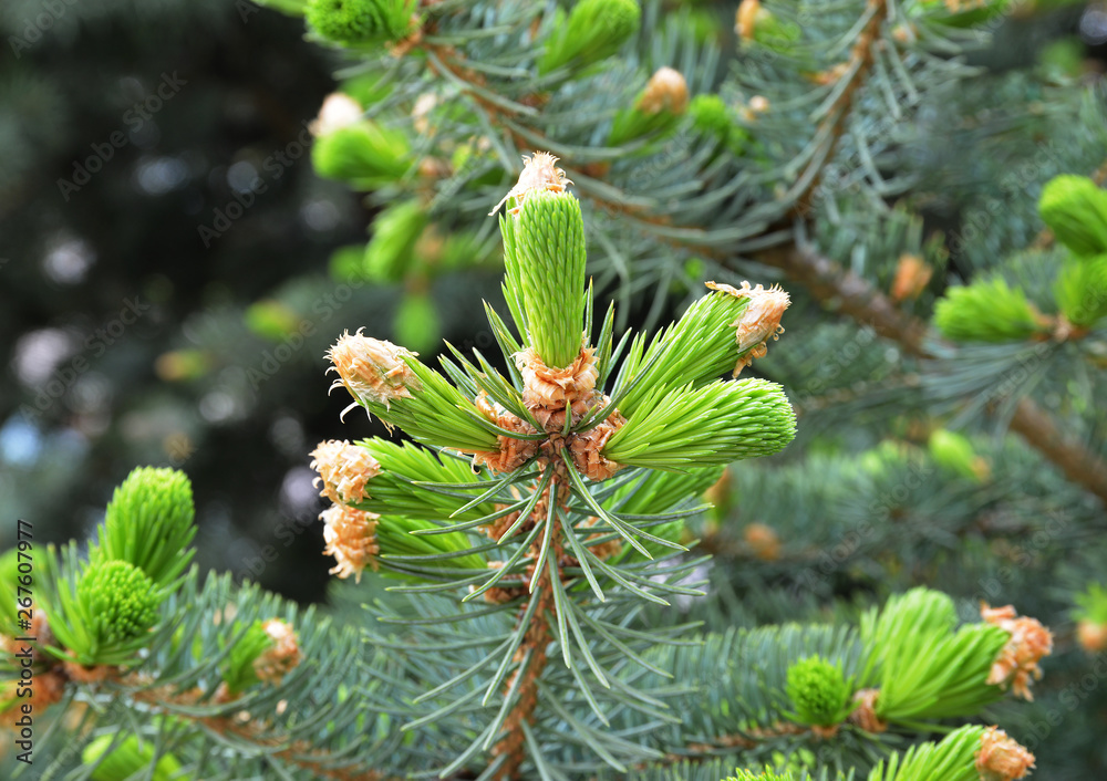 pine tree branch with cones pine tree branch with cones