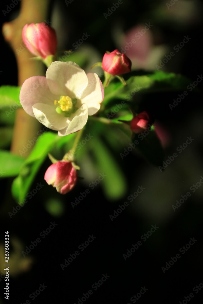 Fototapeta premium ein Blumen