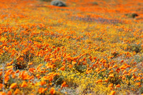 Antelope Valley California Poppy Reserve © kesterhu