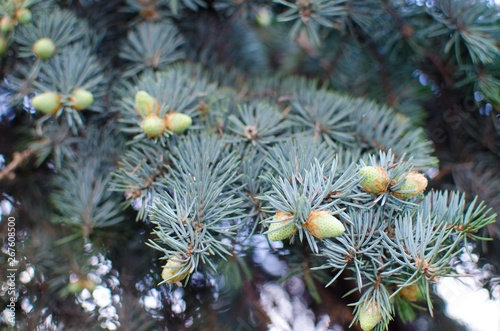 Blue spruce with young cones