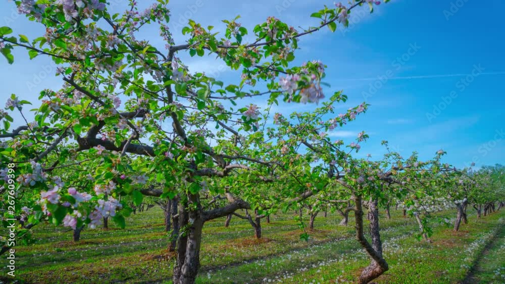 Blooming apple orchard, panoramic time-lapse Blooming apple orchard, panoramic time-lapse