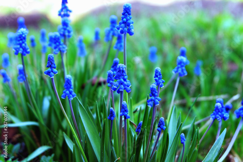 Blue muscari flowers or mouse hyacinth in the garden.
