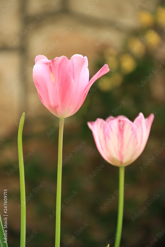 zwei Tulpen