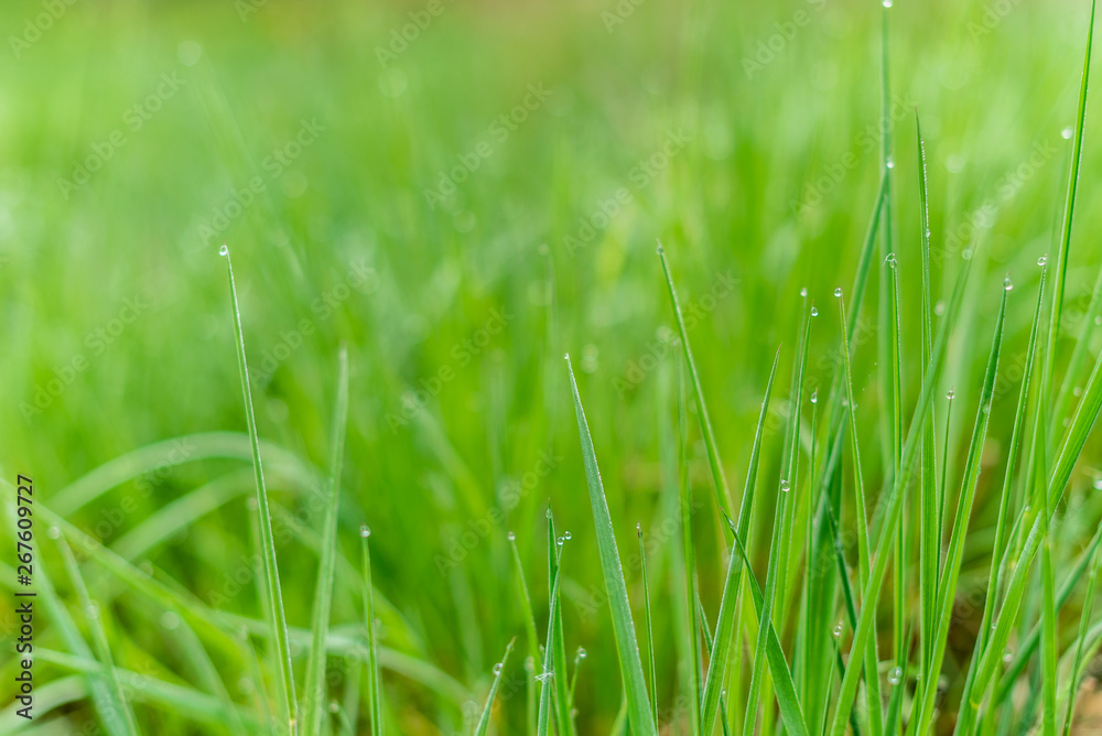 Background of green grass with raindrops in the morning, soft focus. Drops of dew on a green grass Background of green grass with raindrops in the morning, soft focus. Drops of dew on a green grass