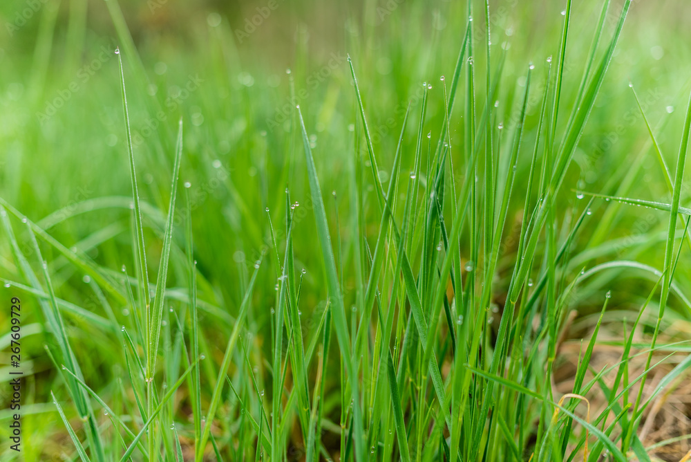 Background of green grass with raindrops in the morning, soft focus. Drops of dew on a green grass Background of green grass with raindrops in the morning, soft focus. Drops of dew on a green grass