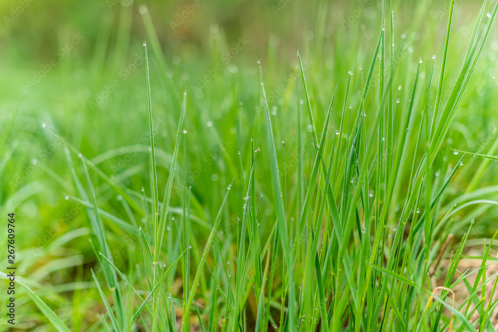 Background of green grass with raindrops in the morning, soft focus. Drops of dew on a green grass Background of green grass with raindrops in the morning, soft focus. Drops of dew on a green grass