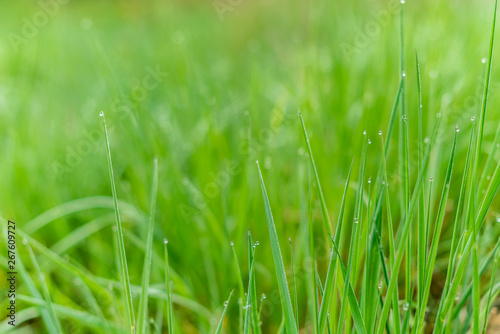 Background of green grass with raindrops in the morning, soft focus. Drops of dew on a green grass