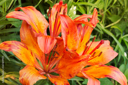 red garden lily close up