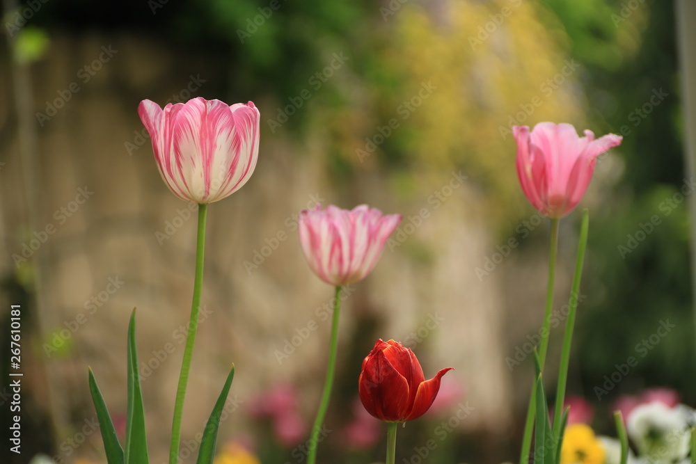 Drei Rosa Tulpen mit roten Blumen Drei Rosa Tulpen mit roten Blumen