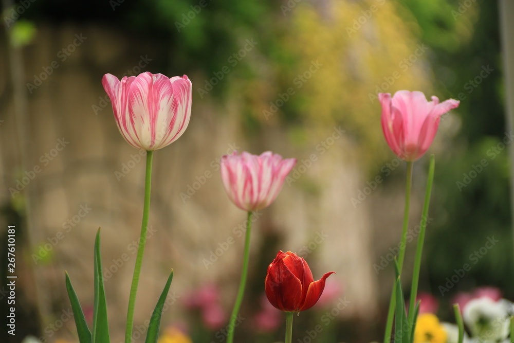 Drei Rosa Tulpen mit roten Blumen