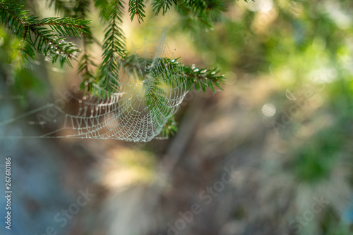 Drop of condensation on the spider-web. Gossamer with drops