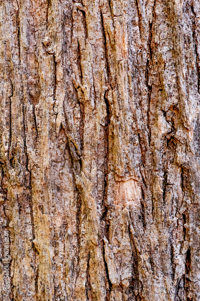 Obraz premium The close up or macro of tree bark surface or background in the nature. 