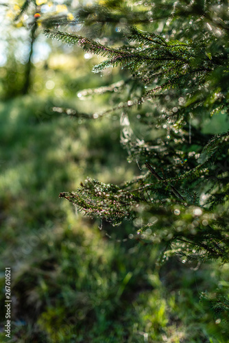 Defocused green background with sunshine and leaves. Blur image of a forest.