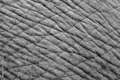 The close up or macro of grunge elephant skin with hair in the natural light. 