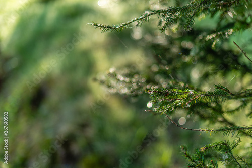 Defocused green background with sunshine and leaves. Blur image of a forest.