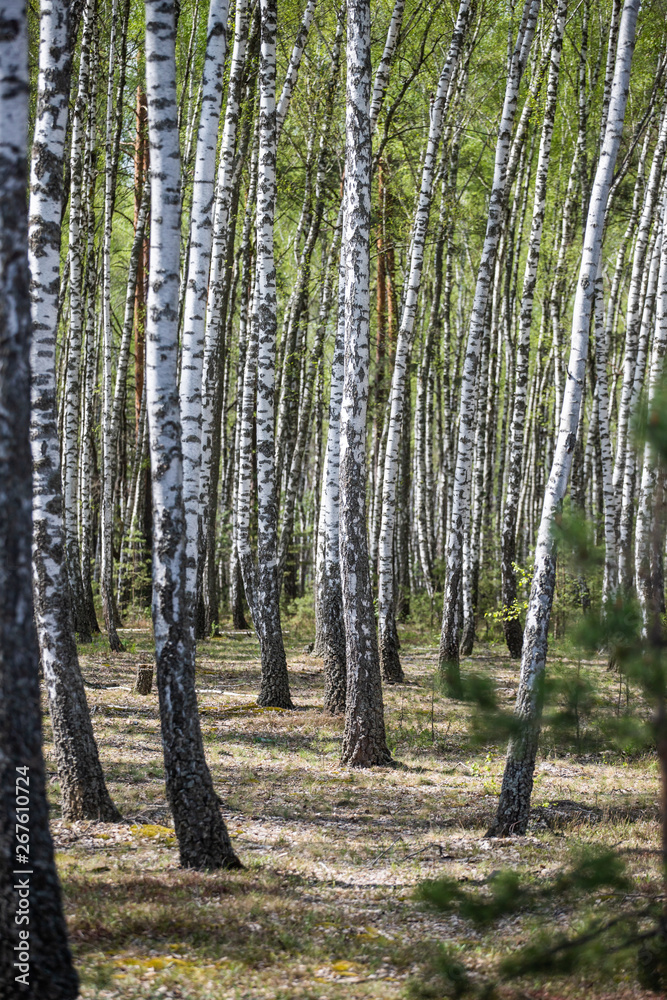 birch forest birch forest