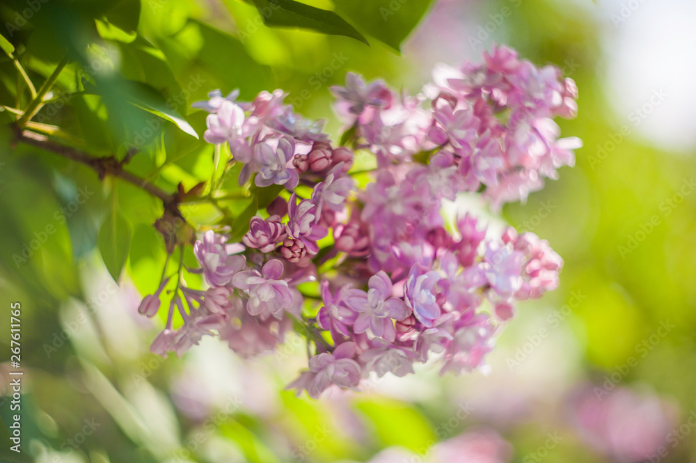 closeup lilac flower. picture with soft focus and space for text. natural sring summer background. closeup lilac flower. picture with soft focus and space for text. natural sring summer background.