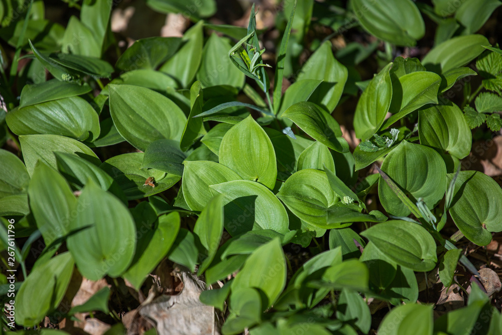green plant 