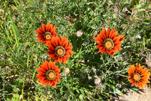 Gazania orange en Corse au printemps