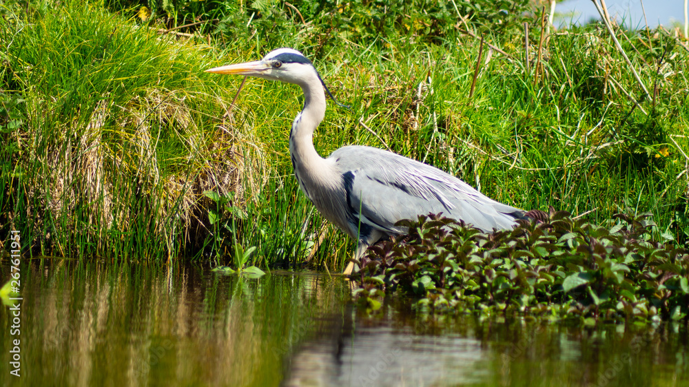 Obraz premium Large Grey Heron, Ardeidae, Single Bird Close Up, eye line low angle water level view, searching for food on riverbank