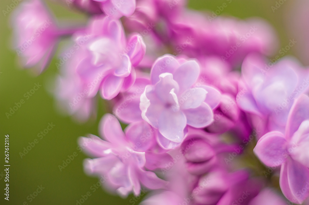 closeup lilac flower. picture with soft focus and space for text. natural sring summer background. closeup lilac flower. picture with soft focus and space for text. natural sring summer background.