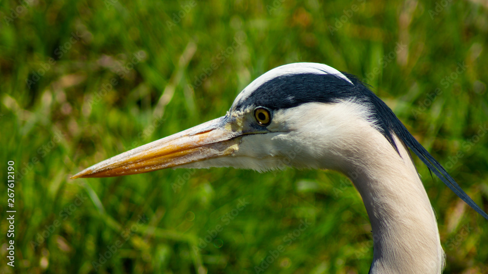 Large Grey Heron, Ardeidae, Single Bird Close Up, eye line low angle water level view, searching for food, fishing, on riverbank Large Grey Heron, Ardeidae, Single Bird Close Up, eye line low angle water level view, searching for food, fishing, on riverbank