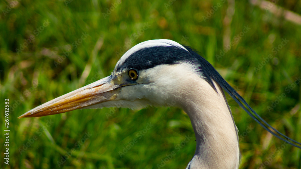 Large Grey Heron, Ardeidae, Single Bird Close Up, head shot, eyeline low angle view