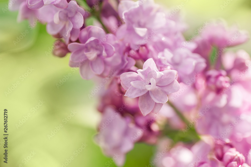closeup lilac flower. picture with soft focus and space for text. natural sring summer background. closeup lilac flower. picture with soft focus and space for text. natural sring summer background.