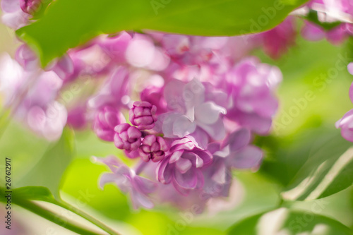 closeup lilac flower. picture with soft focus and space for text. natural sring summer background.