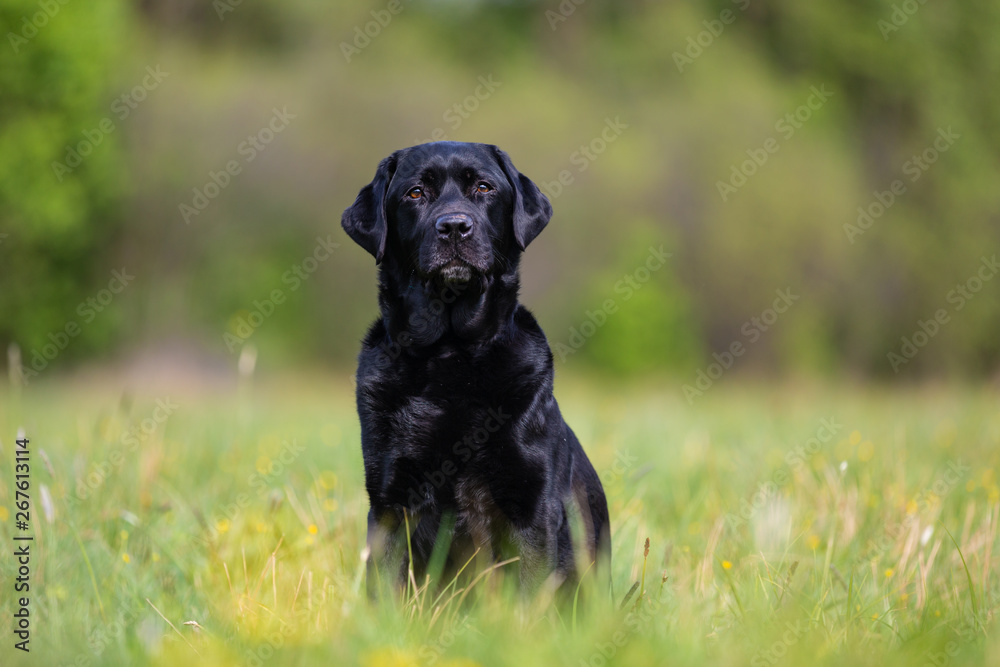 Black Labrador Retriever on a spring meadow Black Labrador Retriever on a spring meadow
