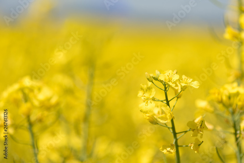 Rape Flowers in the season spring. Yellow field © Karoline Thalhofer