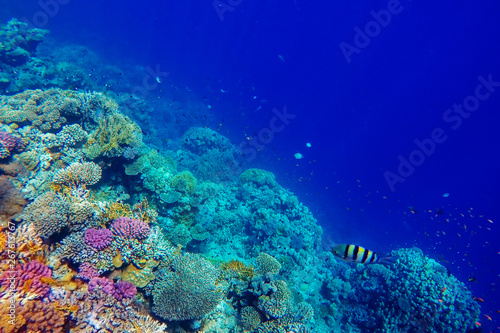 colorful coral reef and bright fish