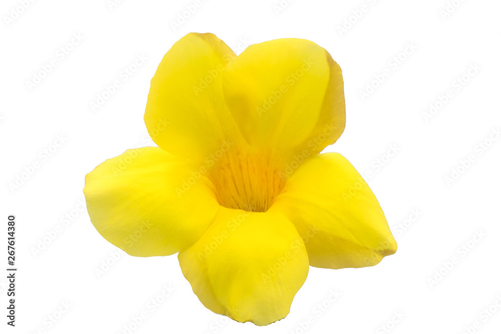 Fototapeta premium Champa, yellow flower isolated